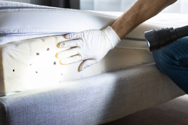 Best Wasp Removal Services  in Russell, PA